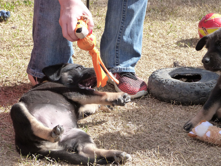 chinook dog